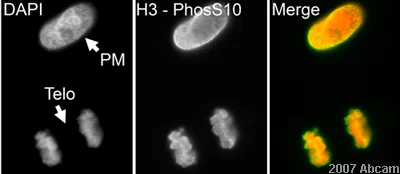 Immunocytochemistry/ Immunofluorescence - Anti-Histone H3 (phospho S10 + T11) antibody [E173] (AB32107)