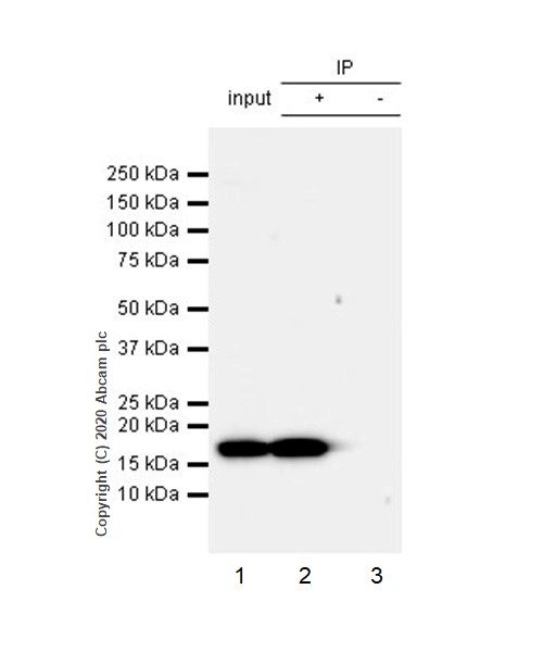 のぴページ Anti-Histone H3 (phospho S10 + T11) antibody [E173] (ab32107) | Abcam