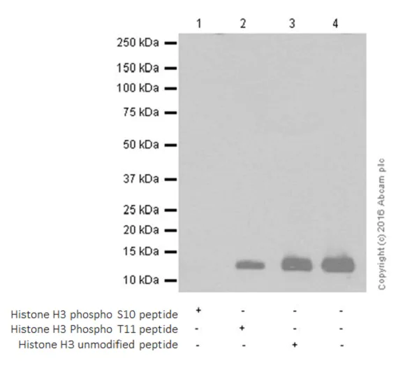 Anti-Histone H3 (phospho S10 + T11) antibody [E173] (ab32107) | Abcam