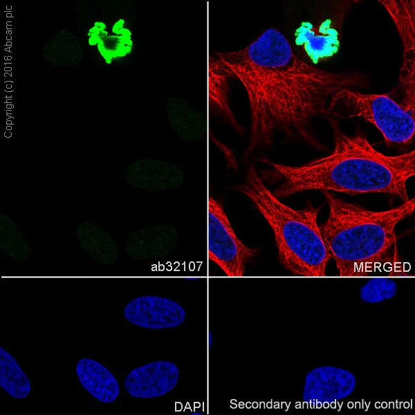Immunocytochemistry/ Immunofluorescence - Anti-Histone H3 (phospho S10 + T11) antibody [E173] - BSA and Azide free (AB239803)
