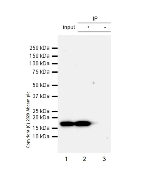 Immunoprecipitation - Anti-Histone H3 (phospho S10 + T11) antibody [E173] - BSA and Azide free (AB239803)