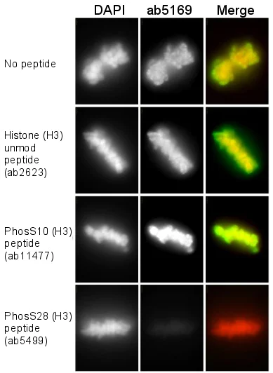 Immunocytochemistry/ Immunofluorescence - Anti-Histone H3 (phospho S28) antibody (AB5169)