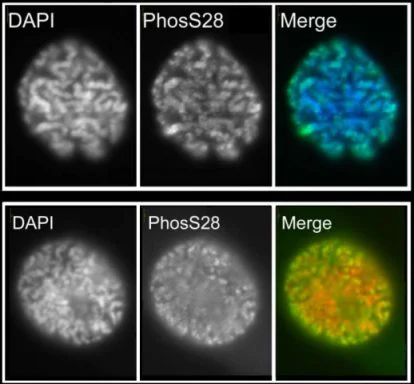 Immunocytochemistry/ Immunofluorescence - Anti-Histone H3 (phospho S28) antibody (AB5169)
