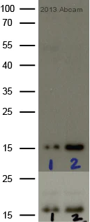 Western blot - Anti-Histone H3 (phospho S28) antibody (AB5169)