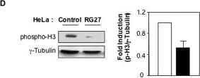 Western blot - Anti-Histone H3 (phospho S28) antibody (AB5169)