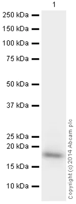 Western blot - Anti-Histone H3 (phospho S28) antibody (AB5169)