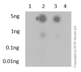Dot Blot - Anti-Histone H3 (phospho S28) antibody [E191] - BSA and Azide free (AB215532)