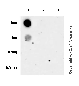 Dot Blot - Anti-Histone H3 (phospho S28) antibody [E191] - BSA and Azide free (AB215532)