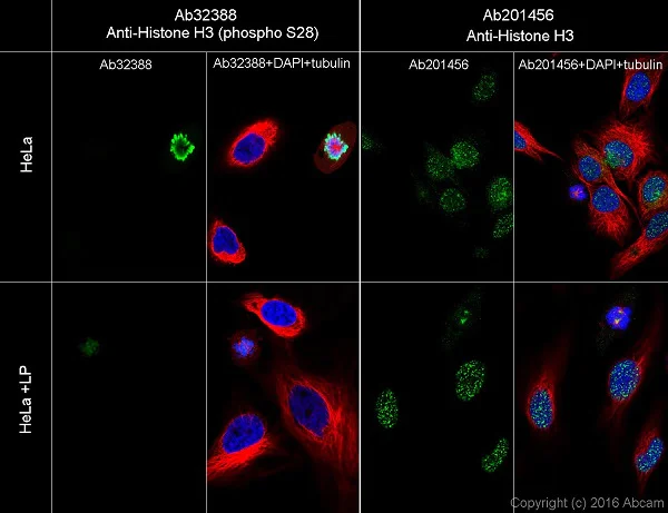Immunocytochemistry/ Immunofluorescence - Anti-Histone H3 (phospho S28) antibody [E191] - BSA and Azide free (AB215532)
