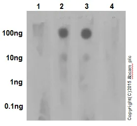 Dot Blot - Anti-Histone H3 (phospho S28) antibody [EP1874Y] - BSA and Azide free (AB247463)