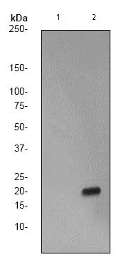 Western blot - Anti-Histone H3 (phospho S28) antibody [EP1874Y] - BSA and Azide free (AB247463)