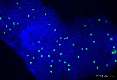 Immunocytochemistry/ Immunofluorescence - Anti-Histone H3 (phospho S28) antibody [HTA28] (AB10543)