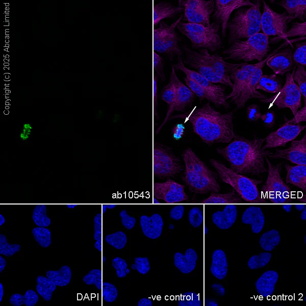 Immunocytochemistry/ Immunofluorescence - Anti-Histone H3 (phospho S28) antibody [HTA28] (AB10543)