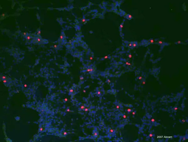 Immunocytochemistry/ Immunofluorescence - Anti-Histone H3 (phospho S28) antibody [HTA28] (AB10543)
