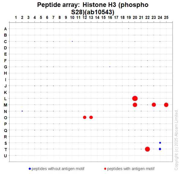 Peptide Array - Anti-Histone H3 (phospho S28) antibody [HTA28] (AB10543)