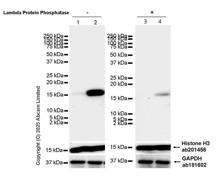 Western blot - Anti-Histone H3 (phospho S28) antibody [HTA28] (AB10543)