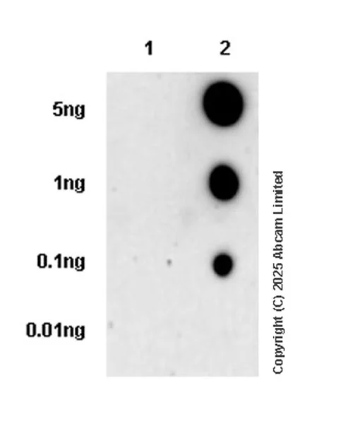 Dot Blot - Anti-Histone H3 (phospho S28) antibody [HTA28] - BSA and Azide free (AB326582)