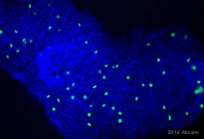 Immunocytochemistry/ Immunofluorescence - Anti-Histone H3 (phospho S28) antibody [HTA28] - BSA and Azide free (AB326582)