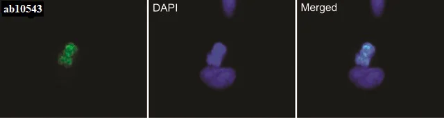 Immunocytochemistry/ Immunofluorescence - Anti-Histone H3 (phospho S28) antibody [HTA28] - BSA and Azide free (AB326582)