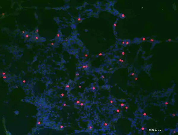 Immunocytochemistry/ Immunofluorescence - Anti-Histone H3 (phospho S28) antibody [HTA28] - BSA and Azide free (AB326582)