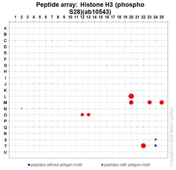 Peptide Array - Anti-Histone H3 (phospho S28) antibody [HTA28] - BSA and Azide free (AB326582)