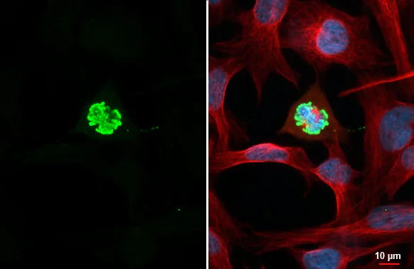 Immunocytochemistry/ Immunofluorescence - Anti-Histone H3 (phospho Ser10) antibody [HL1752] (AB308373)