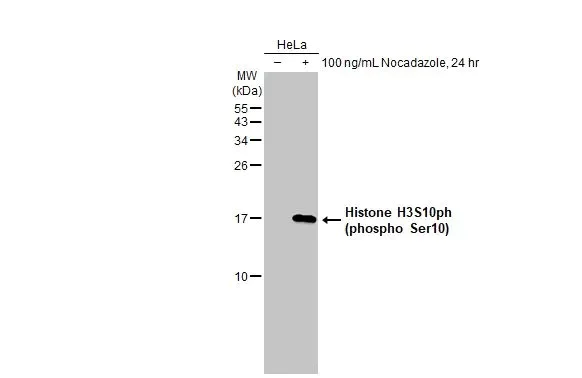Western blot - Anti-Histone H3 (phospho Ser10) antibody [HL1752] (AB308373)