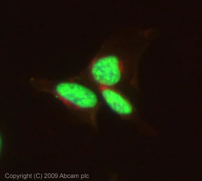 Immunocytochemistry/ Immunofluorescence - Anti-Histone H3 (phospho T11) antibody (AB5168)