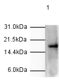 Western blot - Anti-Histone H3 (phospho T11) antibody (AB5168)
