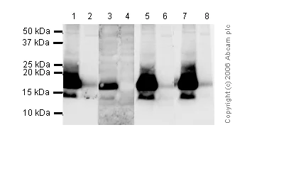 Western blot - Anti-Histone H3 (phospho T11) antibody (AB5168)