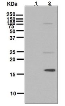 Western blot - Anti-Histone H3 (phospho T11) antibody [EPR5930] (AB133457), expandable thumbnail