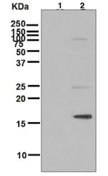 Western blot - Anti-Histone H3 (phospho T11) antibody [EPR5930] (AB133457)