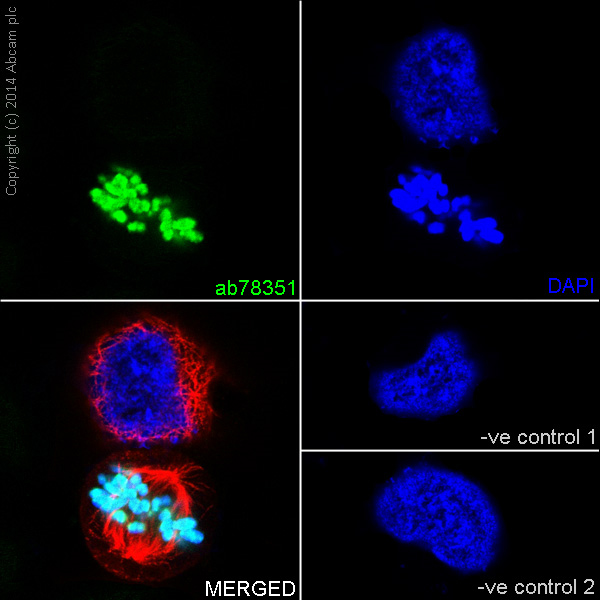 Immunocytochemistry/ Immunofluorescence - Anti-Histone H3 (phospho T3) antibody [EP1702Y] (AB78351), expandable thumbnail
