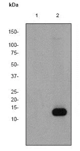 Western blot - Anti-Histone H3 (phospho T3) antibody [EP1702Y] (AB78351)
