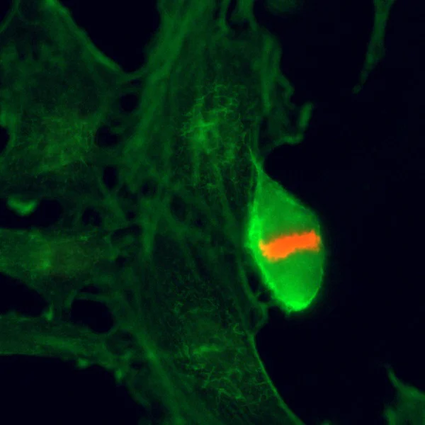 Immunocytochemistry/ Immunofluorescence - Anti-Histone H3 (phospho T3) antibody [RM159] (AB222775)