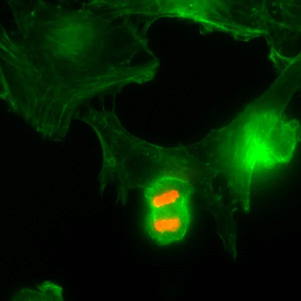 Immunocytochemistry/ Immunofluorescence - Anti-Histone H3 (phospho T3) antibody [RM159] (AB222775)