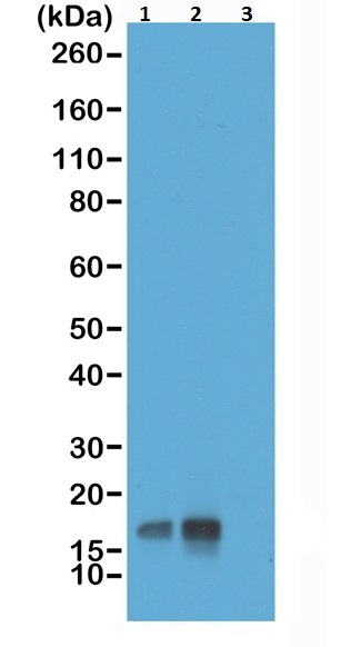 Western blot - Anti-Histone H3 (phospho T3) antibody [RM159] (AB222775)