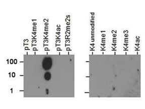 Dot Blot - Anti-Histone H3 (phospho T3, di methyl K4) antibody (AB272139)