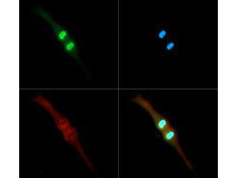 Immunocytochemistry/ Immunofluorescence - Anti-Histone H3 (phospho T3, di methyl K4) antibody (AB272139)
