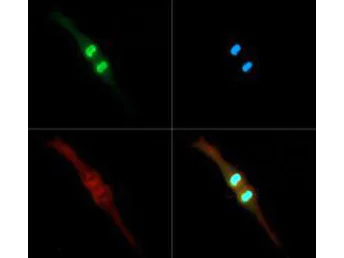 Immunocytochemistry/ Immunofluorescence - Anti-Histone H3 (phospho T3, di methyl K4) antibody (AB272139)