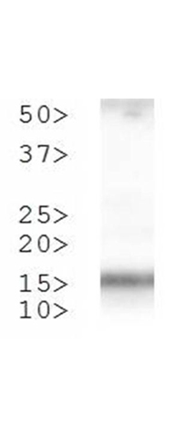 Western blot - Anti-Histone H3 (phospho T3, di methyl K4) antibody (AB272139)