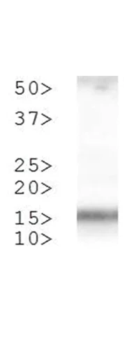 Western blot - Anti-Histone H3 (phospho T3, di methyl K4) antibody (AB272139)