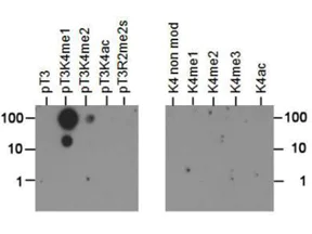 Dot Blot - Anti-Histone H3 (phospho T3, mono methyl K4) antibody (AB272138)