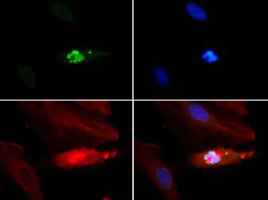 Immunocytochemistry/ Immunofluorescence - Anti-Histone H3 (phospho T3, mono methyl K4) antibody (AB272138)