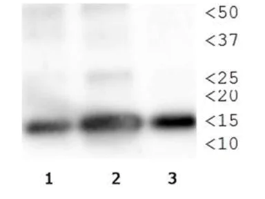 Western blot - Anti-Histone H3 (phospho T3, mono methyl K4) antibody (AB272138)