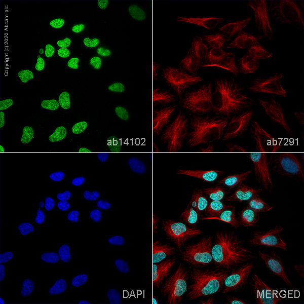 Immunocytochemistry/ Immunofluorescence - Anti-Histone H3 (phospho T6) antibody (AB14102), expandable thumbnail