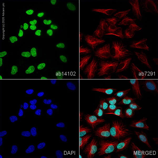 Immunocytochemistry/ Immunofluorescence - Anti-Histone H3 (phospho T6) antibody (AB14102)