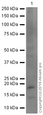 Western blot - Anti-Histone H3 (phospho T6) antibody (AB14102)