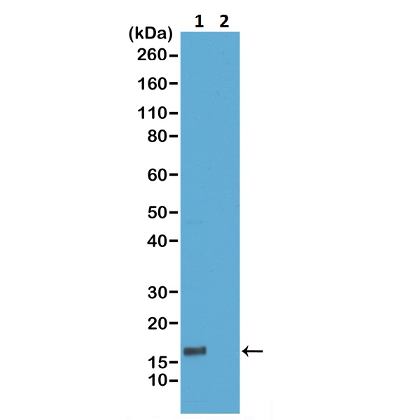Western blot - Anti-Histone H3 (phospho T6) antibody [RM160] (AB222768)