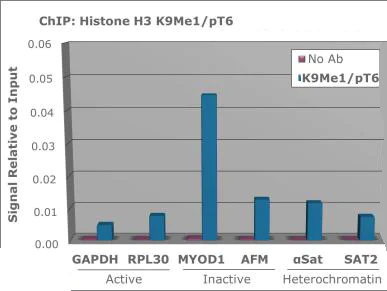 ChIP - Anti-Histone H3 (phospho T6, mono methyl K9) antibody (AB272145)